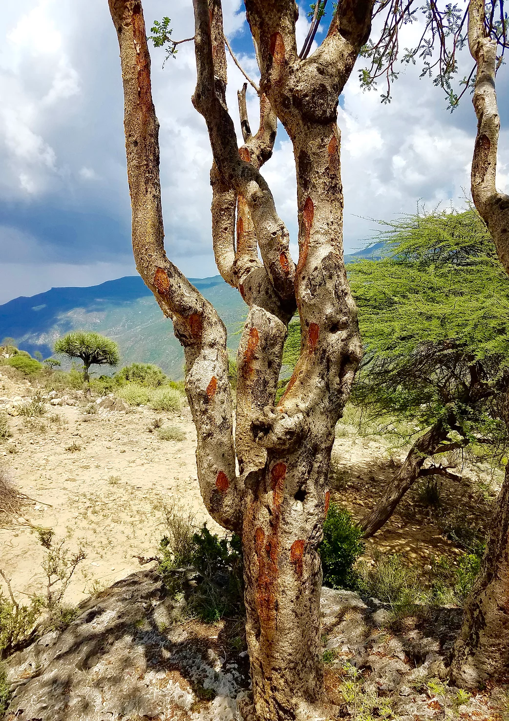 Harvested tree