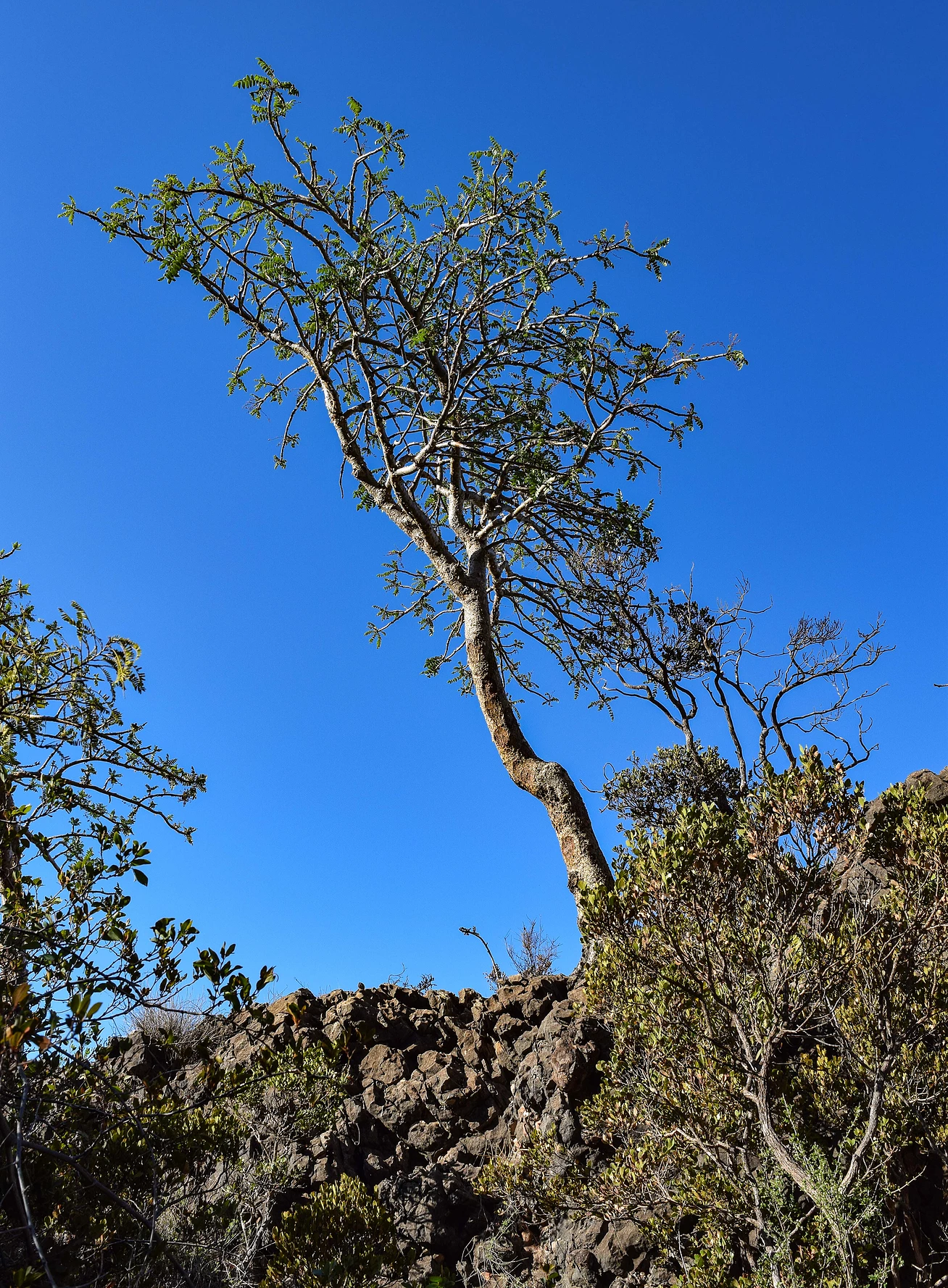 Frankincense tree