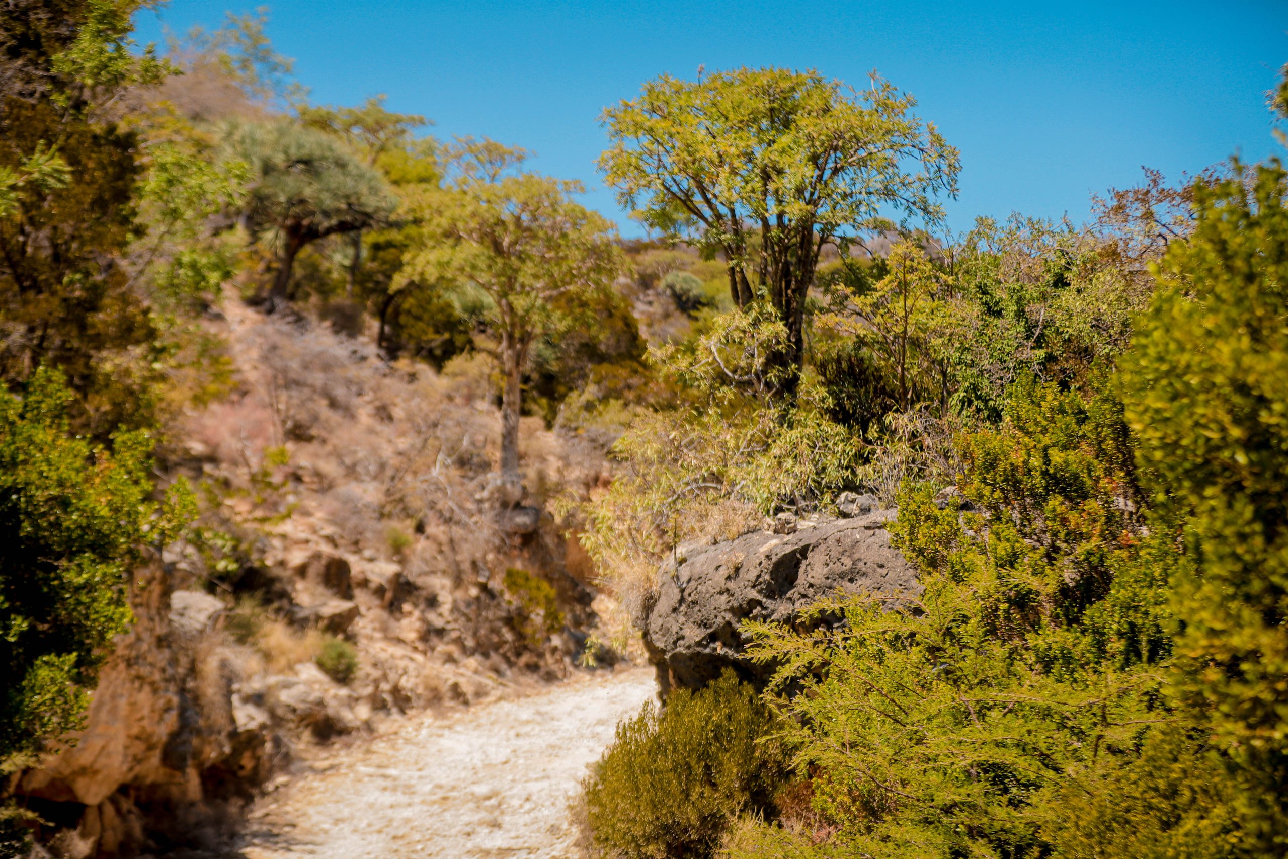 Frankincense tree