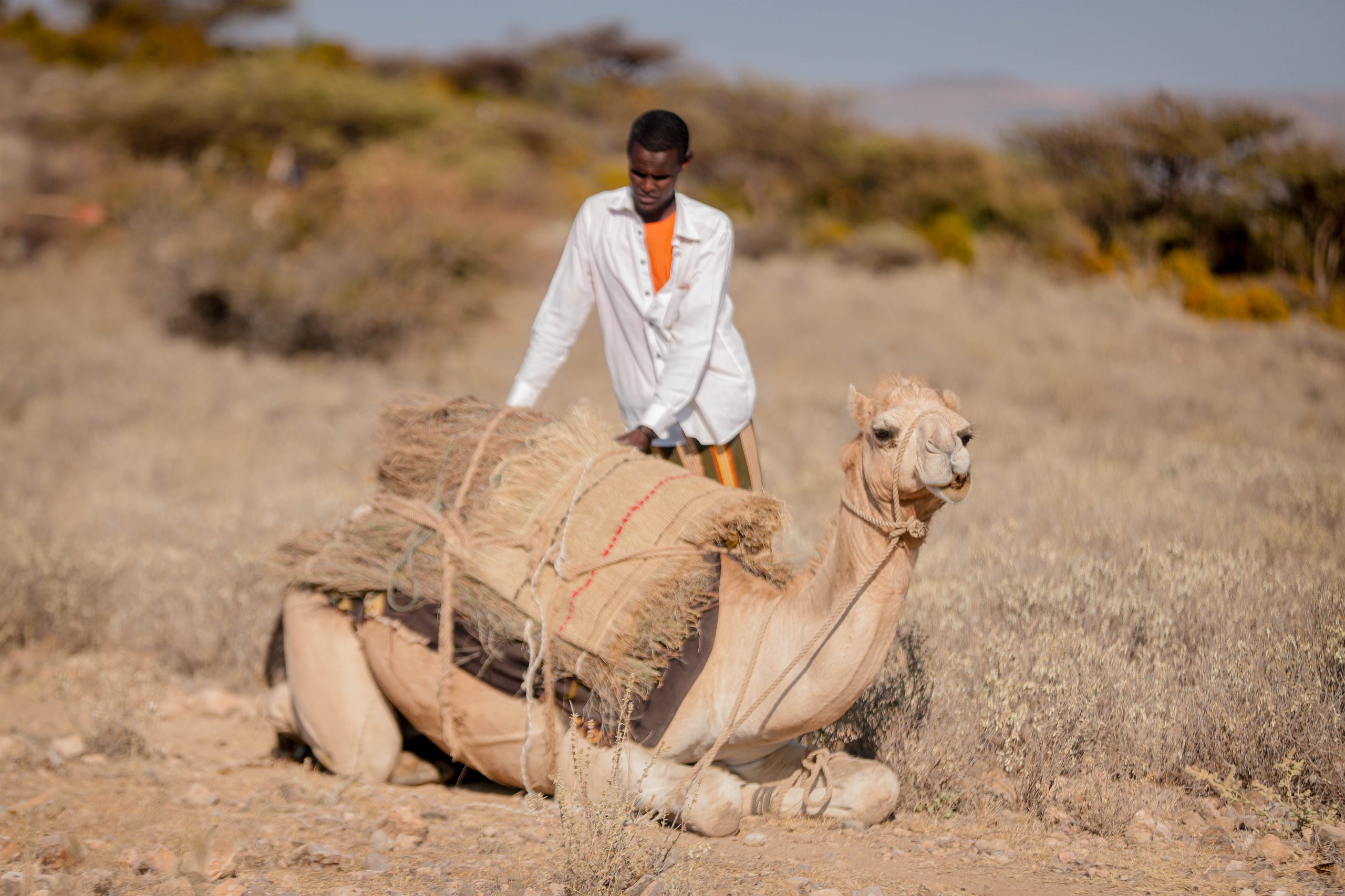 Siraadley loading camel