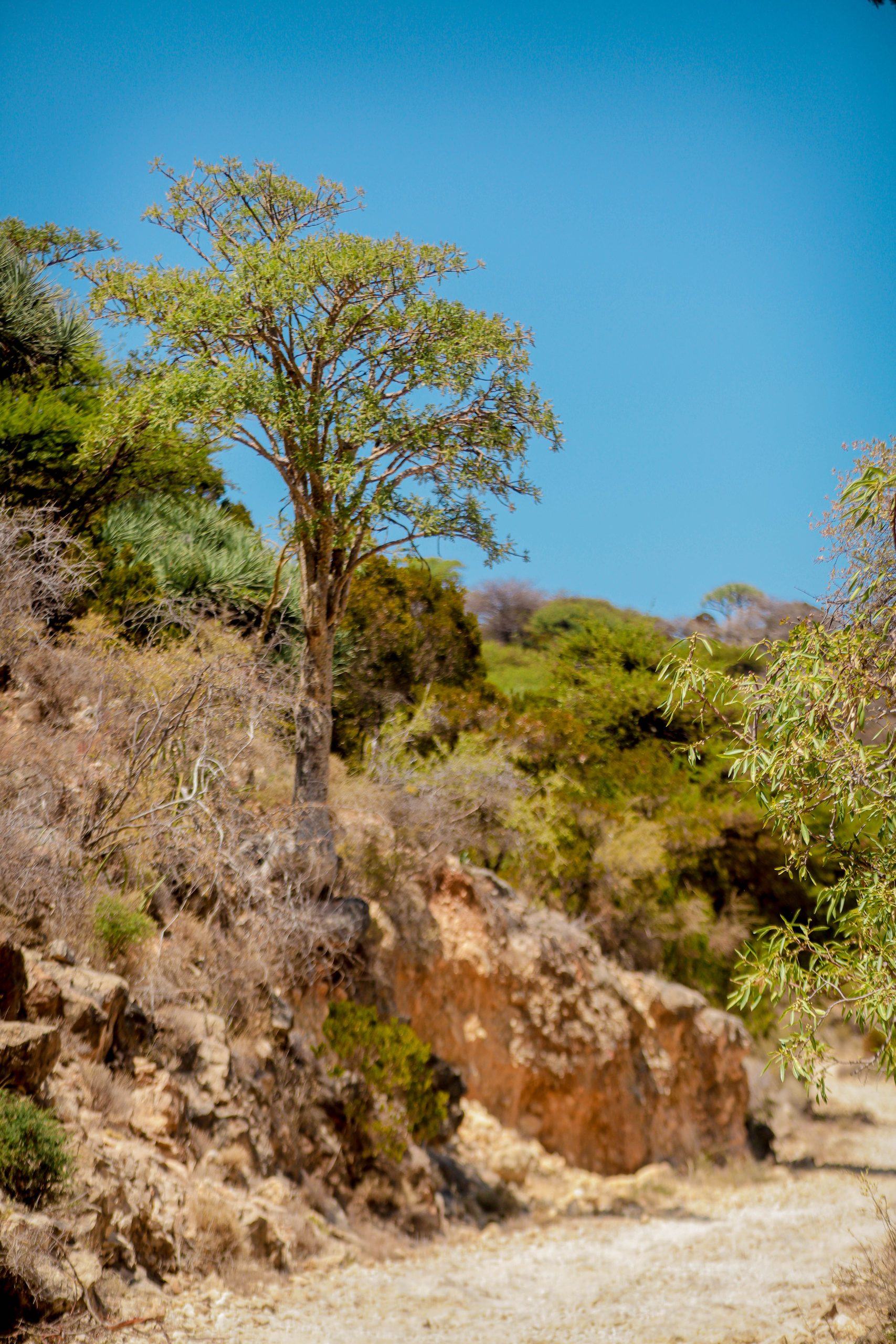Road side tree